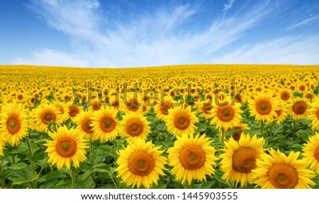 Sunflowers field on sky background