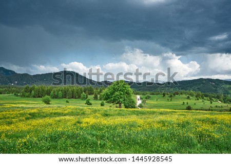 Yellow flowers, trees and dramatic clouds. Meadow landscape panorama was taken in Savsat, Artvin, Black Sea / Karadeniz region of Turkey