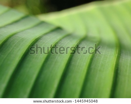 Green abstract natural waving background from banana leaf