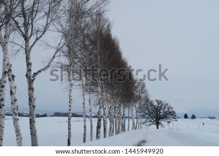Landscape of winter roadside in Biei, Hokkaido, Japan