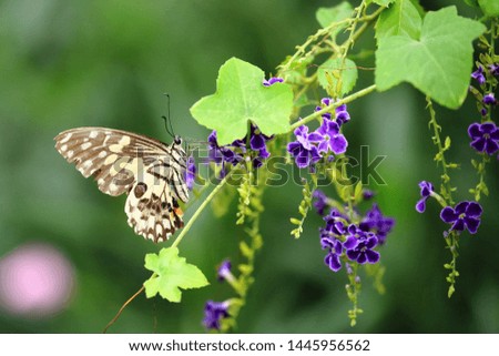 Butterflies are sucking nectar from flowers

