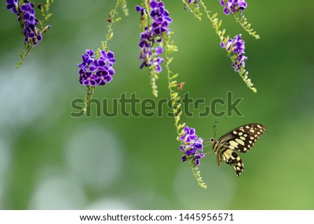 Butterflies are sucking nectar from flowers