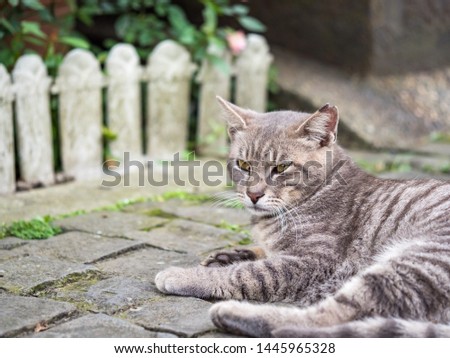 wild cat, closeup portrait photography
