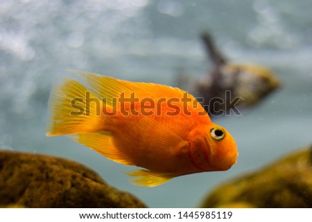 Golden fish in aquarium close up