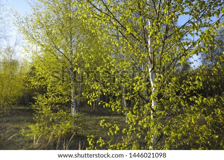 Beautiful young birch trees in an open space in a birch forest. Early spring. Fresh green leaves, Whole tree, Black-white bark trunks, thin branches against the blue sky. Bright day