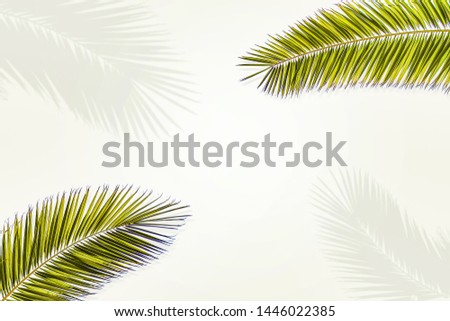Summer green leaves of coconut palm and shadow. Free space for your decoration and gray background. 