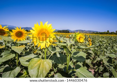 A field of sunflowers on a sunny day