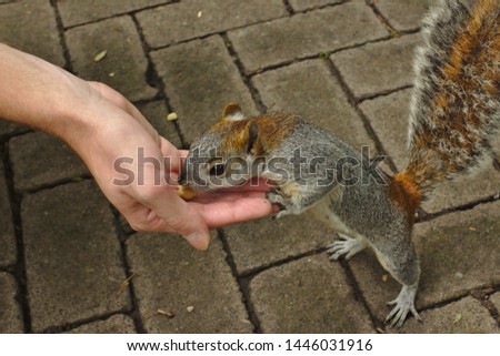 Fearless little squirrel eat from human hands