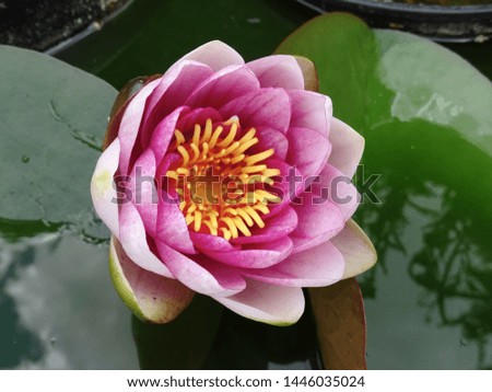 Beautiful pink and yellow water lily in garden pond