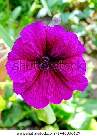 Vivid purple petunia flower in an English country garden