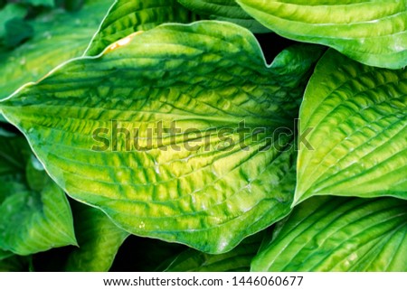Beautiful leaves of Hosta green leaves natural floral background hosts