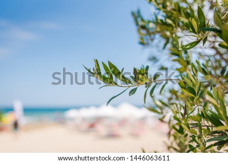 Olive tree branch near a beach. 