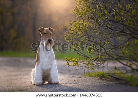  cute fox terrier dog in the park nature animals happiness vitality concept.