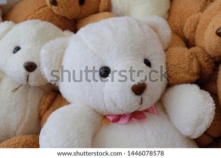 White bear with brown bear friend