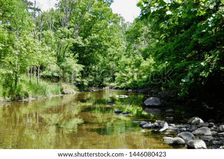 A Creek Flowing in the Woods