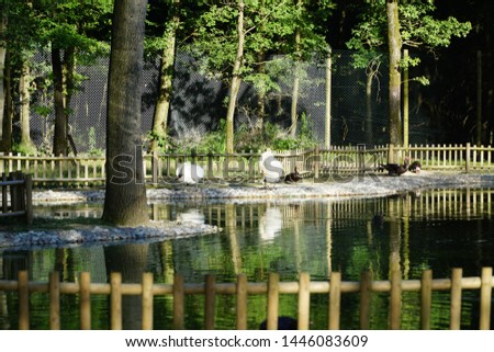 Swans with reflections in water in Ormanya Wildlife Park in Izmit, Turkey.