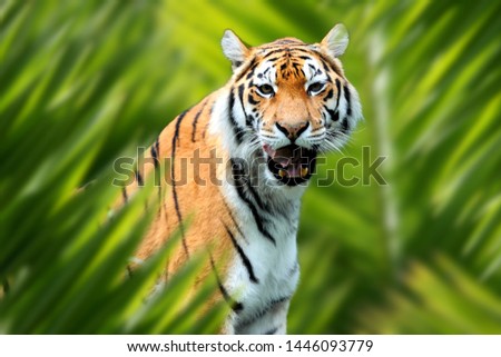 Close up tiger portrait in jungle with leaf