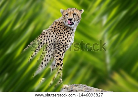 Close up cheetah portrait in jungle with leaf