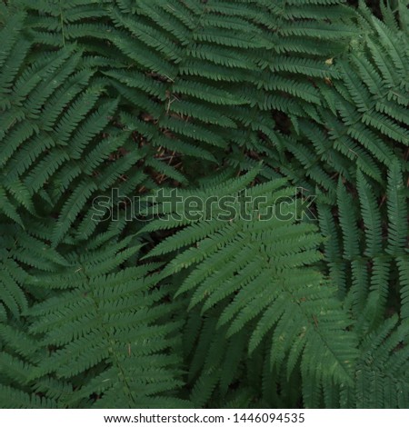 forest fern green dark background