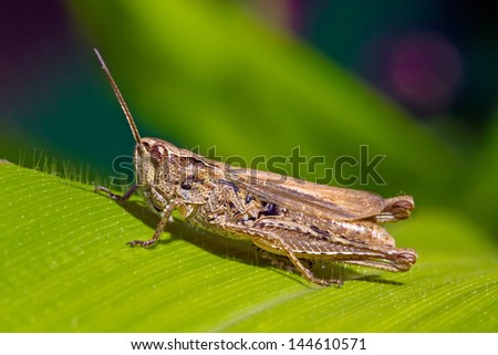 grasshopper close up picture on a summer day