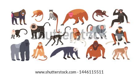 Collection of cute funny exotic monkeys and apes isolated on white background. Set of adorable tropical animals or primates. Bundle of endangered species. Flat cartoon colorful vector illustration. Royalty-Free Stock Photo #1446115511
