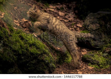 Wildcat (felis silvestris) jumping in the forest. Motion blurred picture of athletic jump of predator.