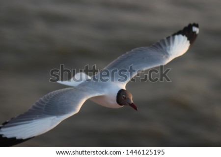 Pallas Gull flying on the ocean in open and clear sky