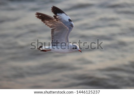 Pallas Gull flying on the ocean in open and clear sky