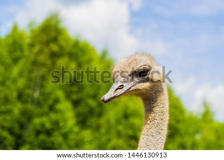 Ostrich bird head and neck front portrait in the park