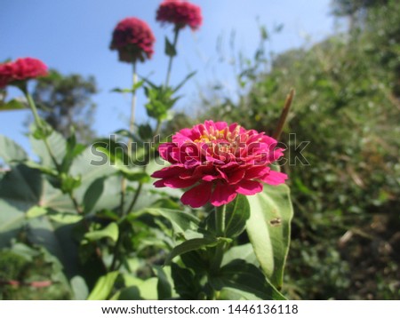 beautiful flowers in magenta with natural and fresh natural surroundings during the day in the mountain area