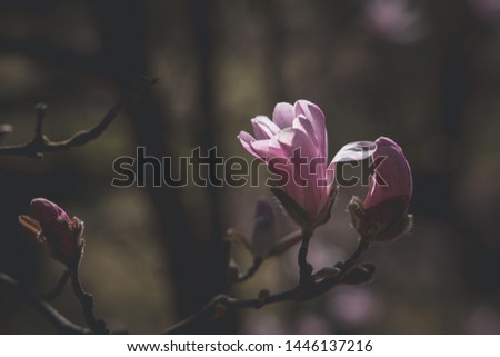 beautiful delicate large bright magnolia flowers on a spring tree in the warm sunshine