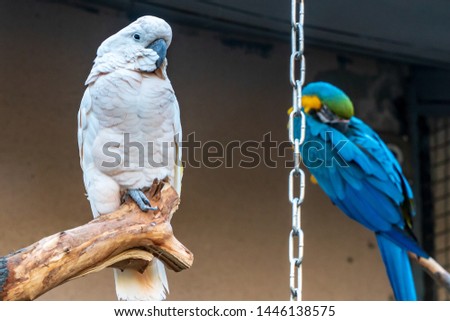 Parrots at the zoo on a sunny summer day