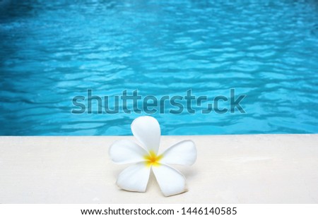 frangipani flower tropical poolside background for travel spa resort with copy space stock photo photograph image picture 