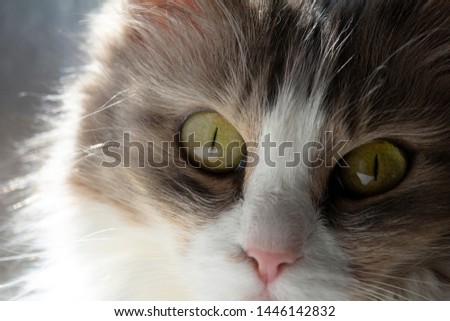 Image of fluffy grey cat looking at camera