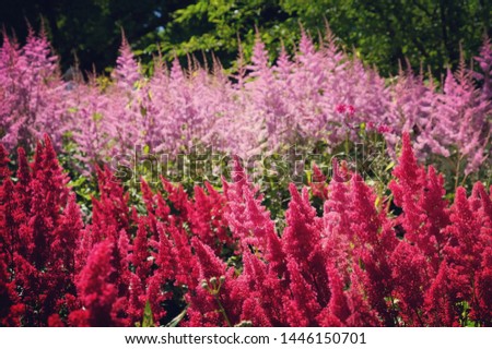 'Vision in Pink' and 'Montgomery' dark pink astilbe blooming in the summer sunshine  Royalty-Free Stock Photo #1446150701