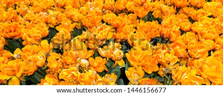 flowers tulips in dutch park wallpaper background