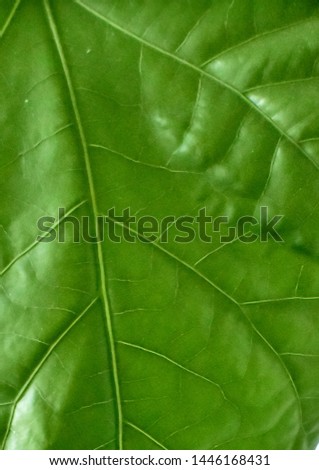 Home Hibiscus flower green leaf