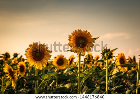 Beautiful sunflowers on agriculture field at sunset. Nature background.