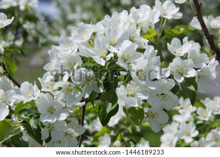 Beautiful appletree in bloom with white flowers.