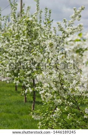 Beautiful appletree in bloom with white flowers. Royalty-Free Stock Photo #1446189245