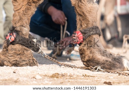 camel wrestling in Turkey and camel foot and camel portrait