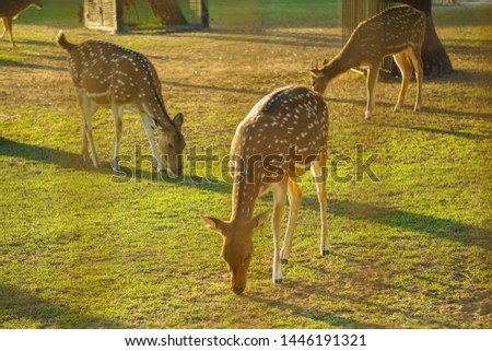 spotted deer grazing and eating grass alone with herd with sunlight in the background and trees sunset