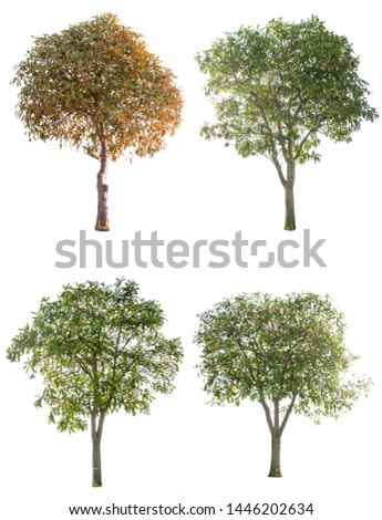 Tree cutting on a white background, Tree isolated, Tree cutting on a white background. Tree editing The white background, Isolated trees on white background , The collection of trees
