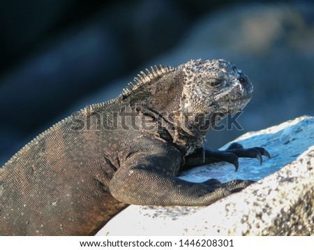 A single marine iguana sitting on a rock