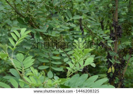Indigofera tinctoria  Small shrub Straight pod or slightly bent The leaves are a feather, a bouquet of flowers, soft, green, black.