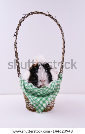 A cute white and brown guinea pig sitting in a wicker gift basket