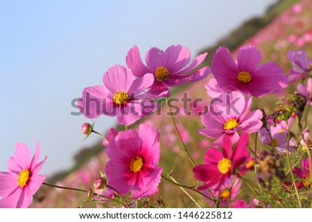 Cosmos flower color pink and red background blue sky with copy space.