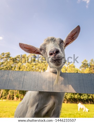 A smiling goat posing for the picture. 