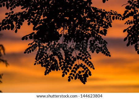 Sunset leaves Leaves with sunburst clouds in the background