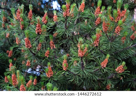 Picture of green young cones, buds, needles. Youth, spring concept. Selective focus.